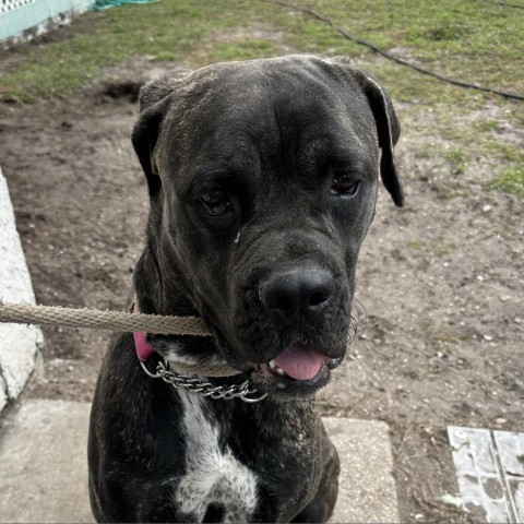 Remi, an adoptable Cane Corso, Bullmastiff in Titusville, FL, 32796 | Photo Image 1