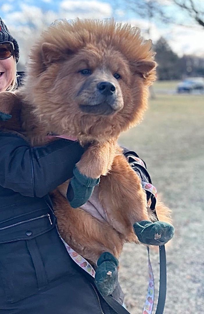 Petfinder 2024 chow chow