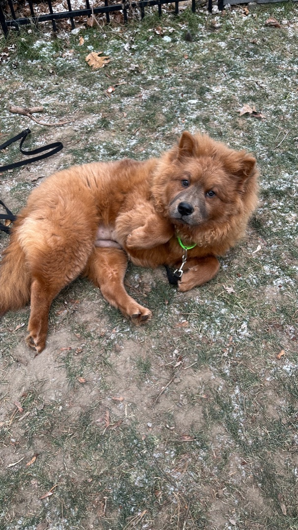 Brindle top chow chow