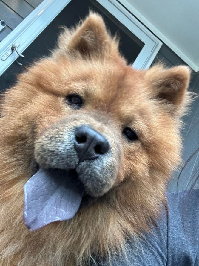 Simba shop chow chow