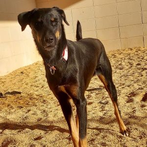 Derrika 9224, Adult Female Doberman Pinscher