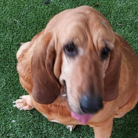 Sadie, an adoptable Bloodhound in LOXAHATCHEE, FL, 33470 | Photo Image 1