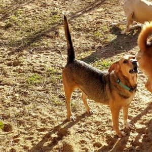 Dude, Adult Male Mixed Breed