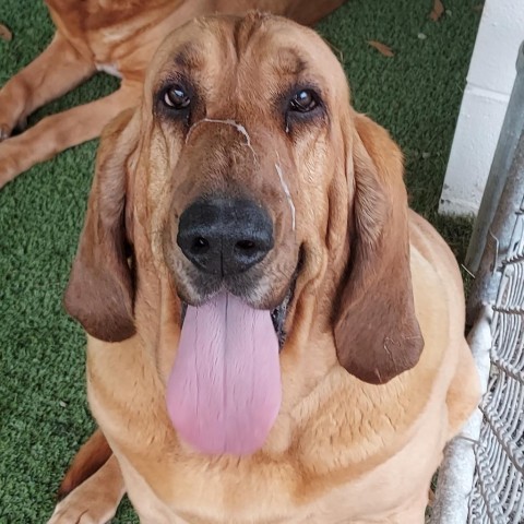 Roxie, an adoptable Bloodhound in LOXAHATCHEE, FL, 33470 | Photo Image 1