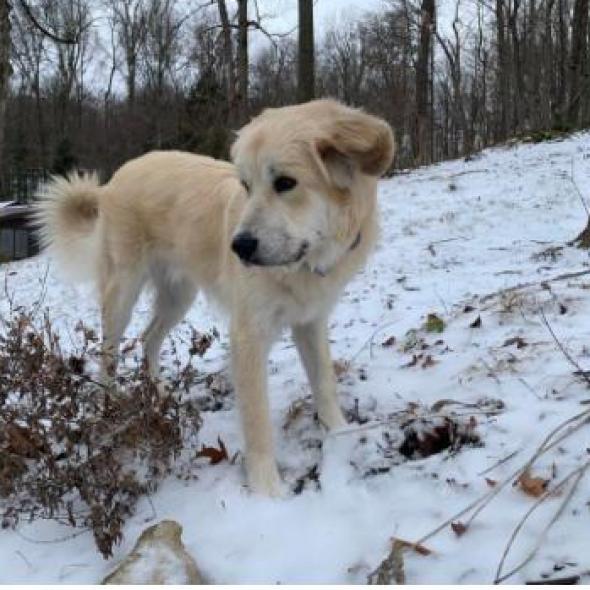 Tater -MISSING, an adoptable Great Pyrenees in Lynchburg, VA, 24502 | Photo Image 1