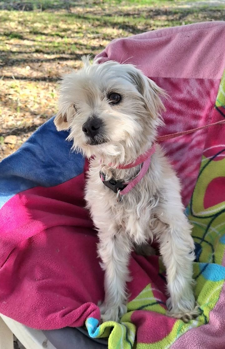 Shih tzu sales border terrier