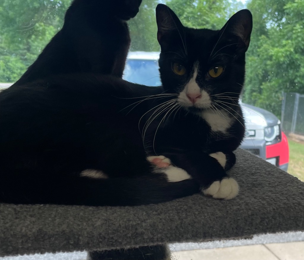 Nell, an adoptable Domestic Short Hair in Batesville, AR, 72501 | Photo Image 1