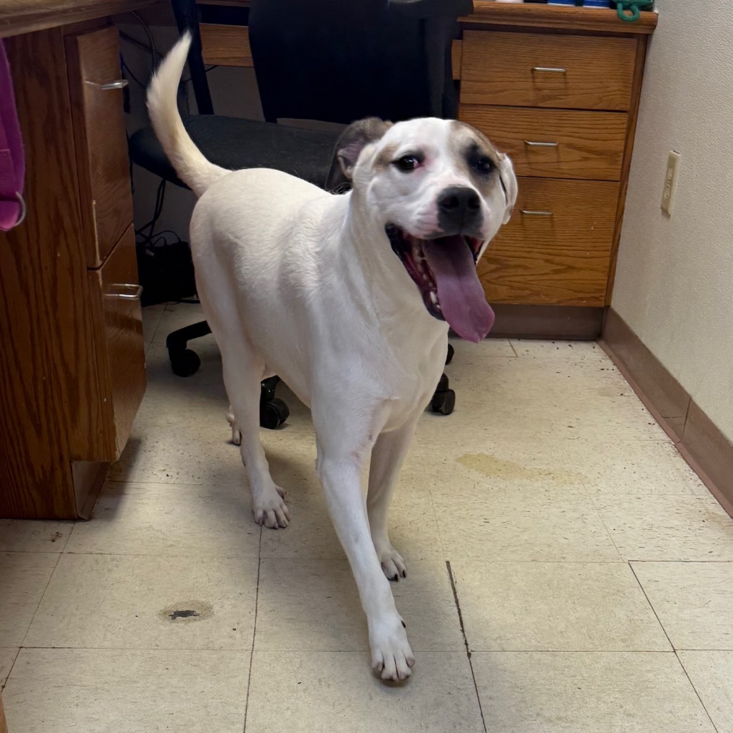 Mitchy, an adoptable Anatolian Shepherd, Mixed Breed in Jacksonville, AR, 72076 | Photo Image 1