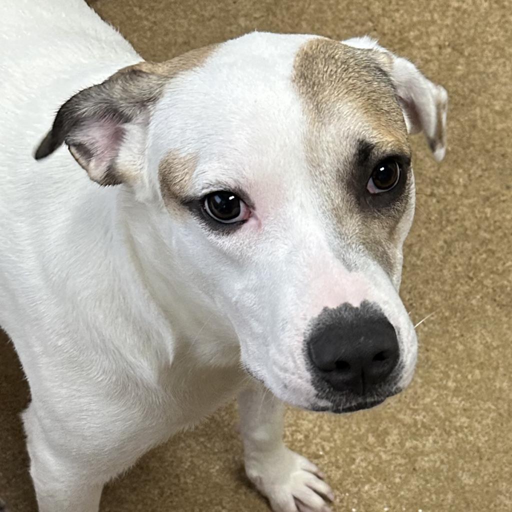 Mitchy, an adoptable Anatolian Shepherd, Mixed Breed in Jacksonville, AR, 72076 | Photo Image 2