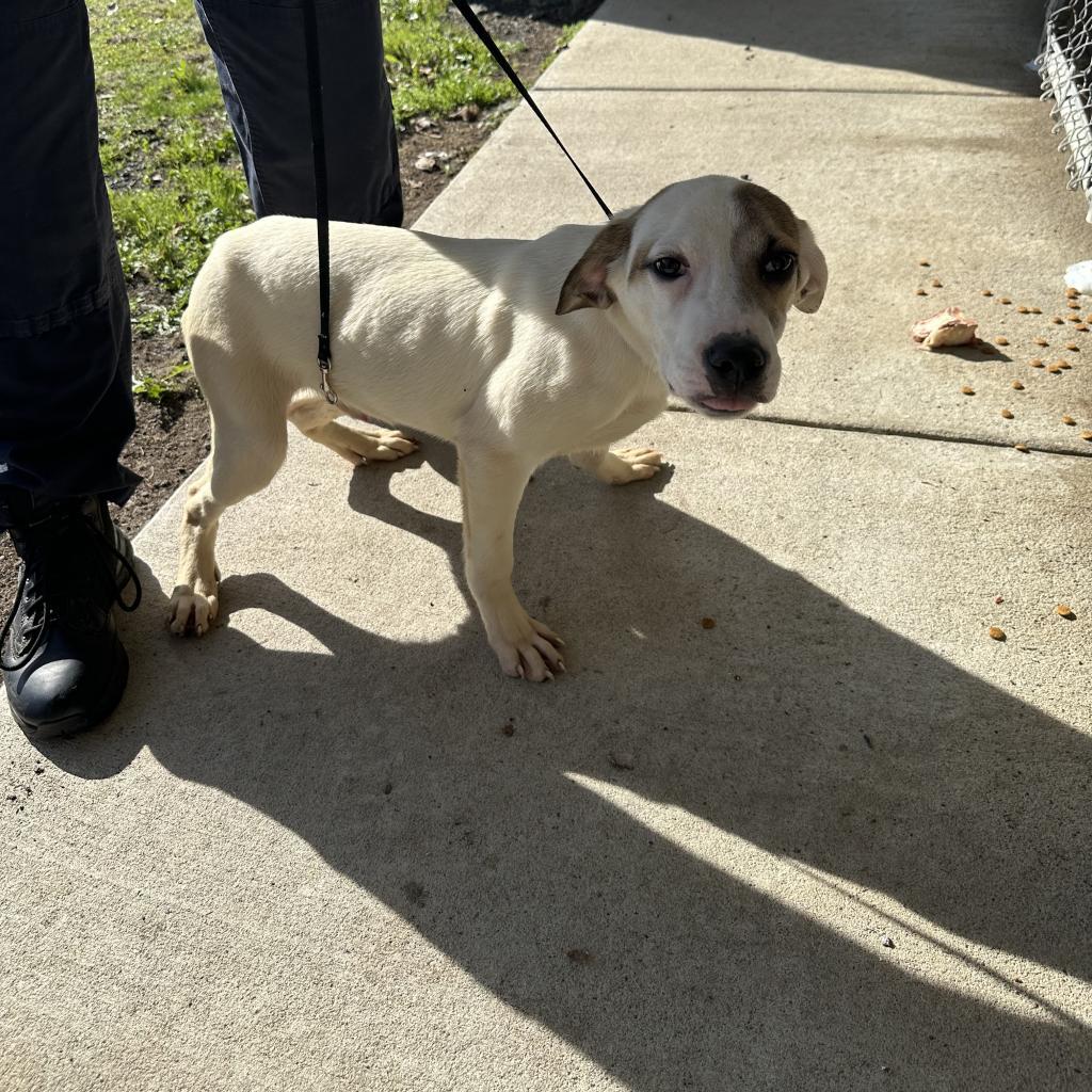 Mitchy, an adoptable Anatolian Shepherd, Mixed Breed in Jacksonville, AR, 72076 | Photo Image 3