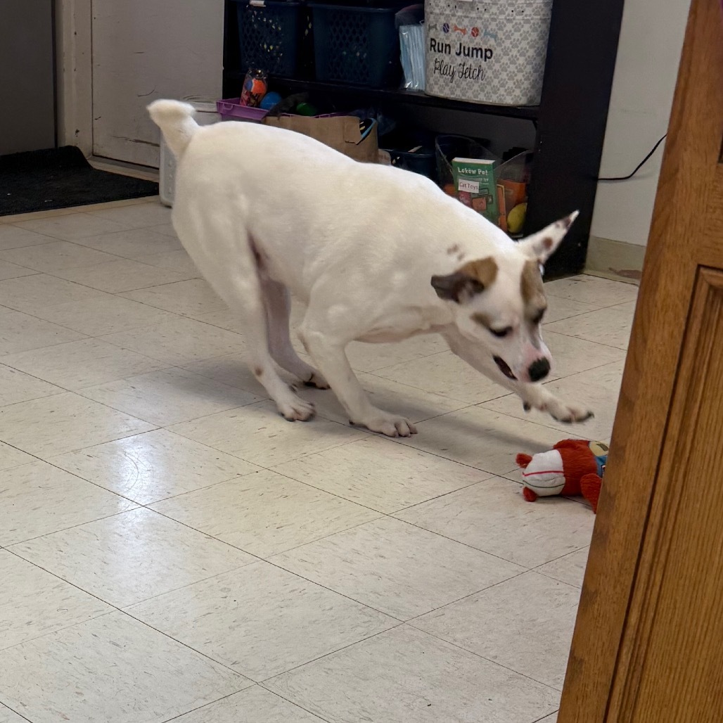 Mitchy, an adoptable Anatolian Shepherd, Mixed Breed in Jacksonville, AR, 72076 | Photo Image 4