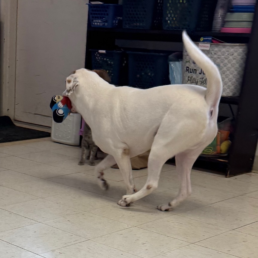 Mitchy, an adoptable Anatolian Shepherd, Mixed Breed in Jacksonville, AR, 72076 | Photo Image 5