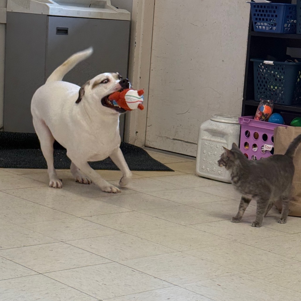 Mitchy, an adoptable Anatolian Shepherd, Mixed Breed in Jacksonville, AR, 72076 | Photo Image 6