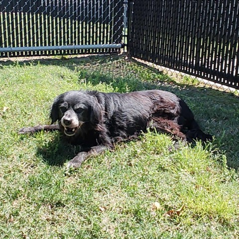 Dog for adoption Coco a Spaniel in Beaumont TX Petfinder