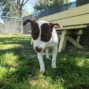 Dog for adoption Juniper a Collie Mix in Beaumont TX Petfinder