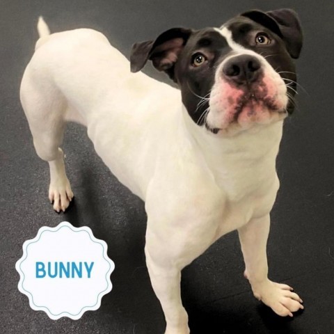 Bunny, an adoptable Mixed Breed in South Portland, ME, 04106 | Photo Image 4