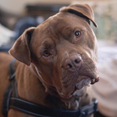 Clyde, an adoptable Mixed Breed in South Portland, ME, 04106 | Photo Image 1