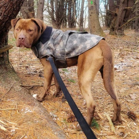 Clyde, an adoptable Mixed Breed in South Portland, ME, 04106 | Photo Image 2