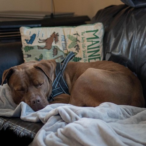 Clyde, an adoptable Mixed Breed in South Portland, ME, 04106 | Photo Image 4