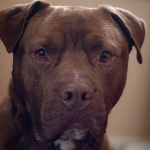 Clyde, an adoptable Mixed Breed in South Portland, ME, 04106 | Photo Image 5