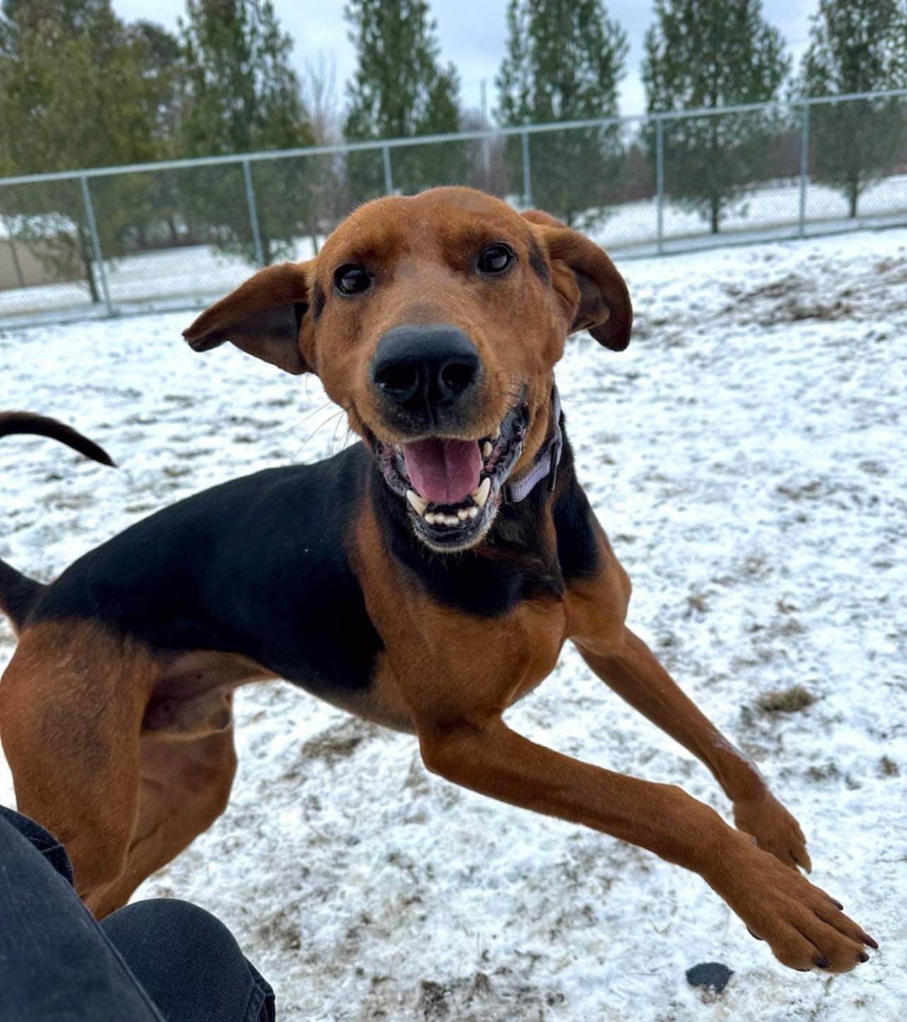 Maple, an adoptable Plott Hound in Arlington, VT, 05250 | Photo Image 1