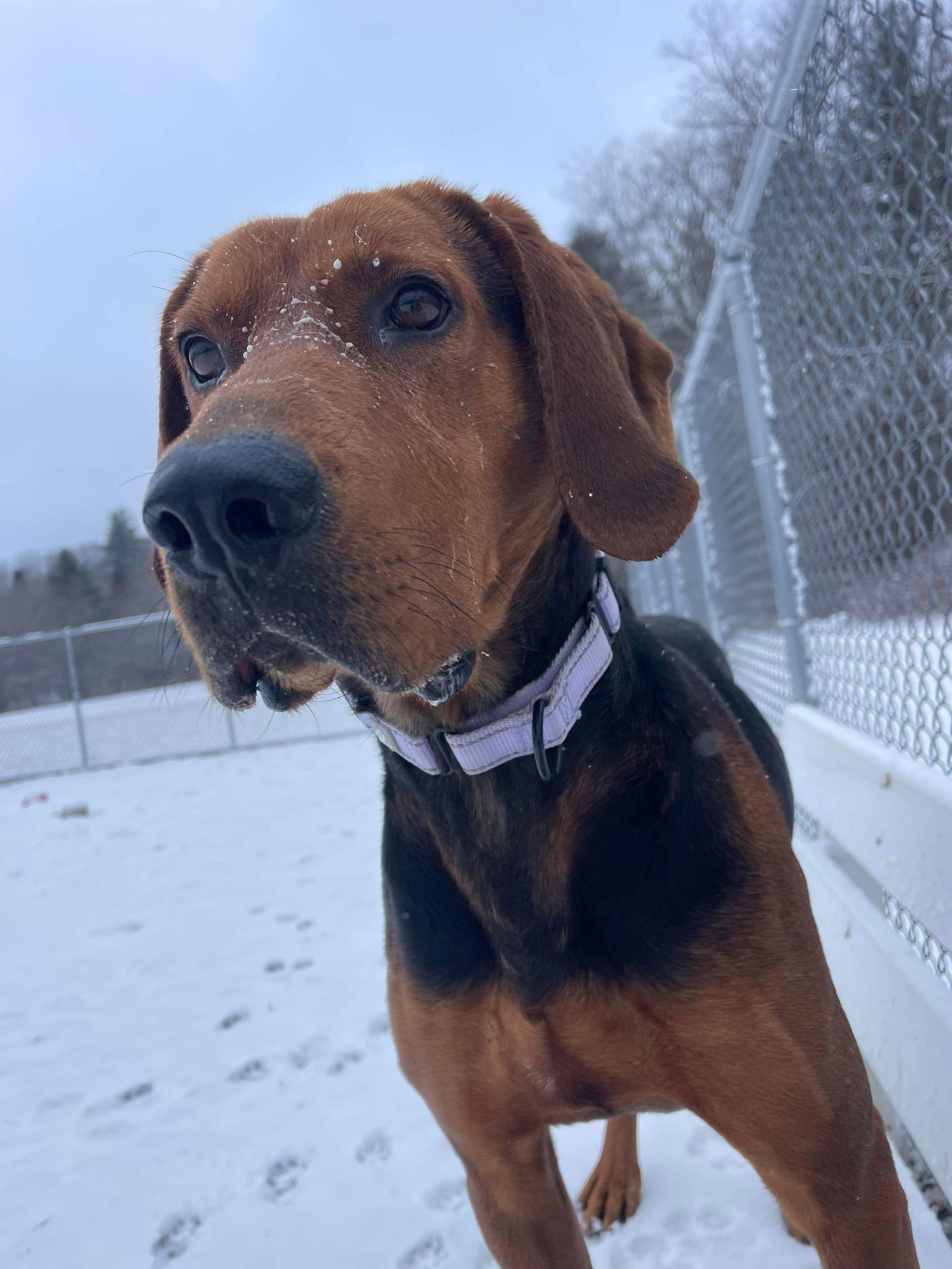 Maple, an adoptable Plott Hound in Arlington, VT, 05250 | Photo Image 2