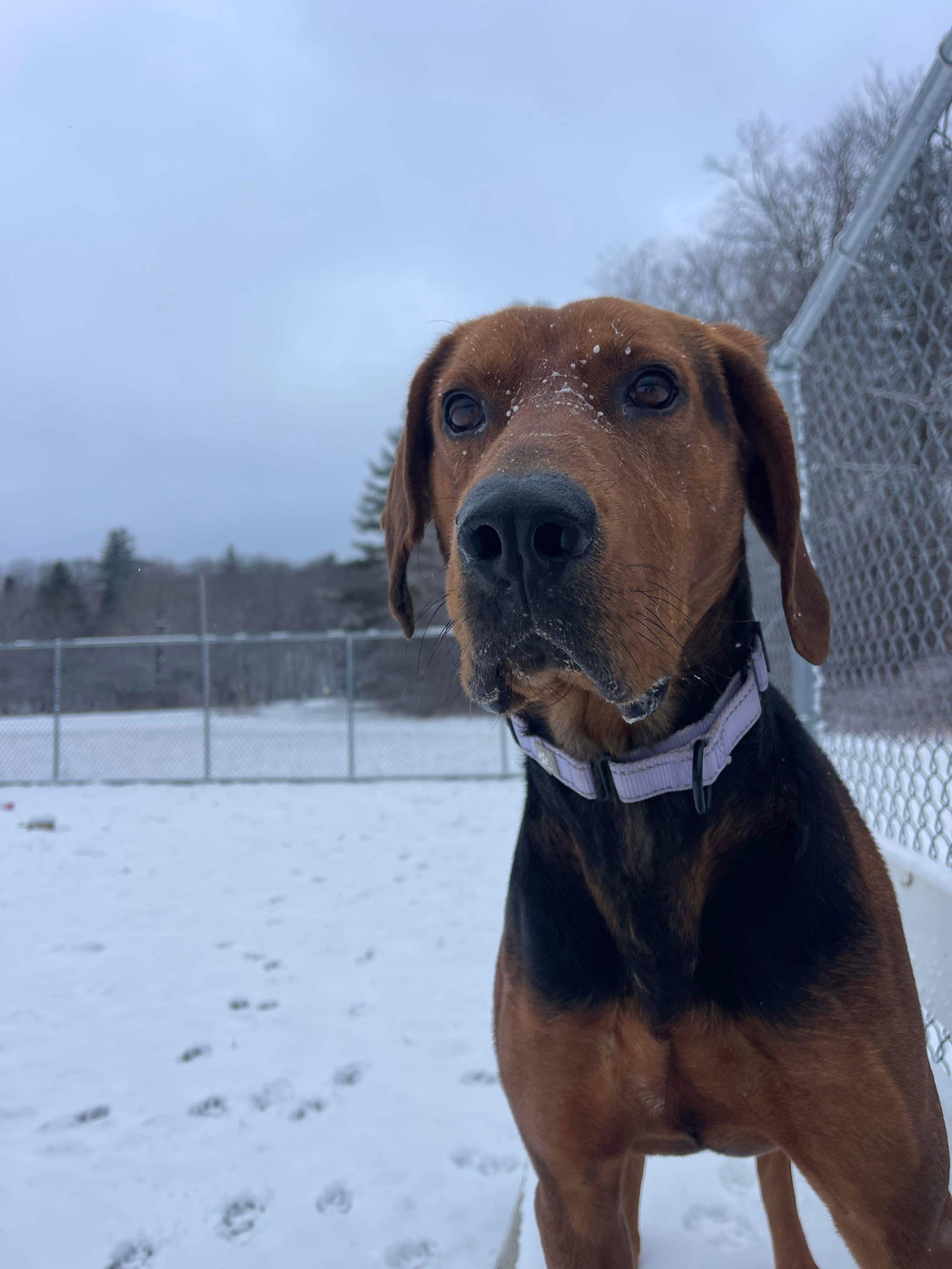 Maple, an adoptable Plott Hound in Arlington, VT, 05250 | Photo Image 3