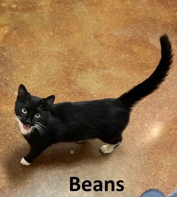 Beans 2