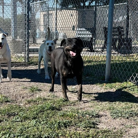 Cortana, an adoptable Labrador Retriever in Corpus Christi, TX, 78415 | Photo Image 1