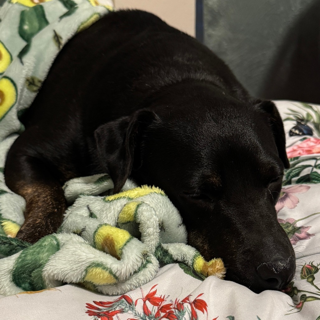 Cortana, an adoptable Labrador Retriever in Corpus Christi, TX, 78415 | Photo Image 1