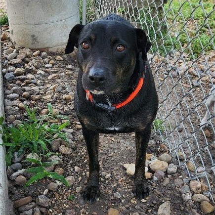 Cortana, an adoptable Labrador Retriever in Corpus Christi, TX, 78415 | Photo Image 1