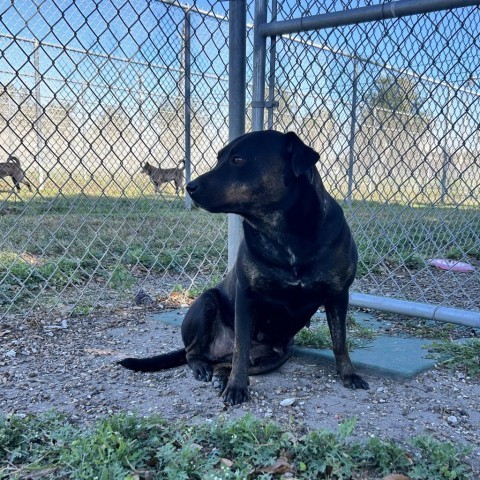 Cortana, an adoptable Labrador Retriever in Corpus Christi, TX, 78415 | Photo Image 2