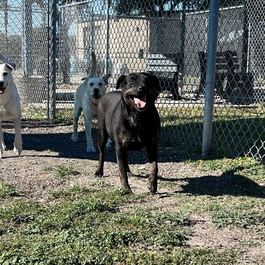 Cortana, an adoptable Labrador Retriever in Corpus Christi, TX, 78415 | Photo Image 2