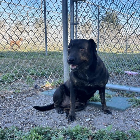 Cortana, an adoptable Labrador Retriever in Corpus Christi, TX, 78415 | Photo Image 3