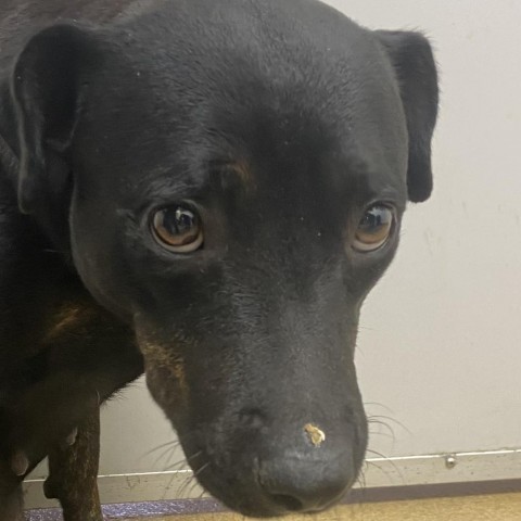 Cortana, an adoptable Labrador Retriever in Corpus Christi, TX, 78415 | Photo Image 4