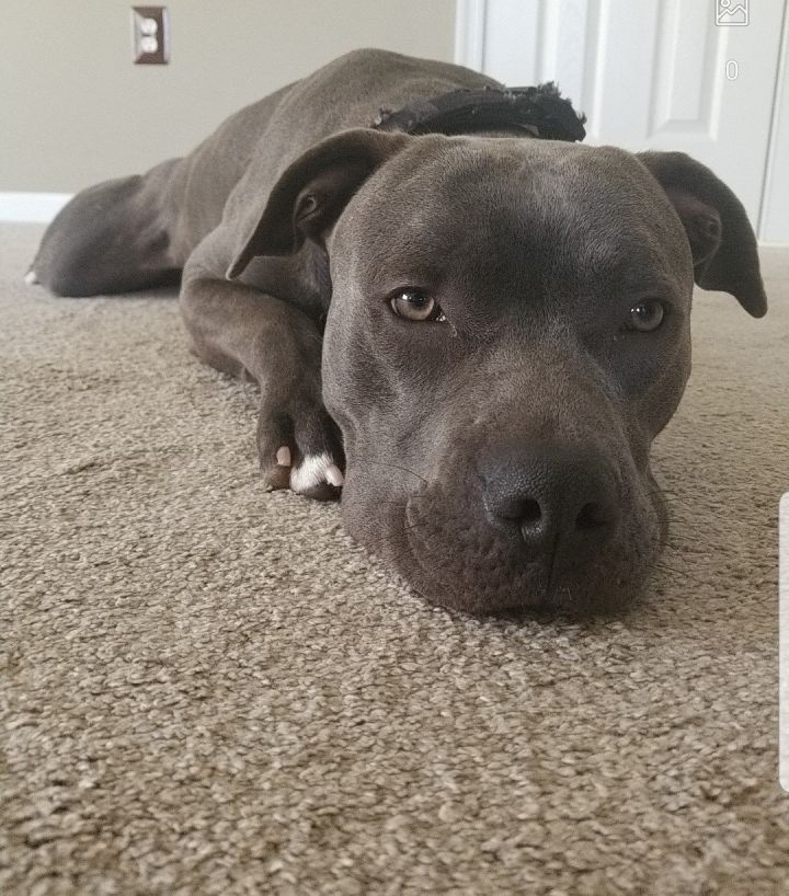 Dog for adoption Bronco Courtesy Listing a Pit Bull Terrier