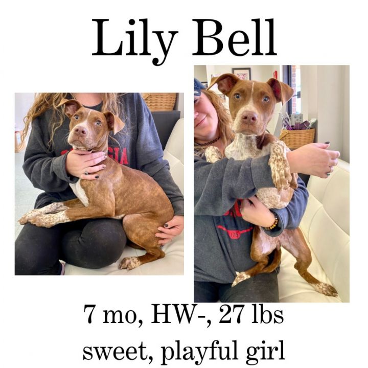 Lily Bell 1