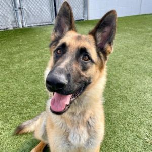 The more we get to know Bear the more we fall in love This 2-year-old German Shepherd mix is calm