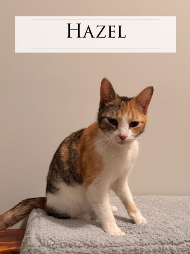 Hazel