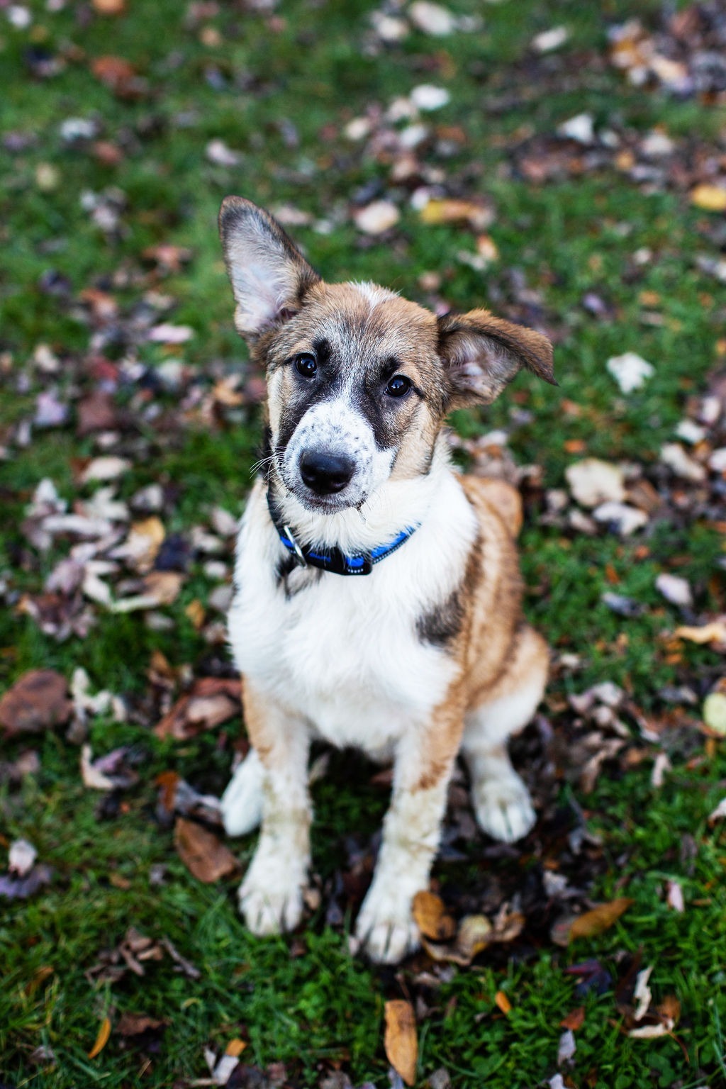 Kismet, an adoptable Collie, German Shepherd Dog in Duart, ON, N0L 1H0 | Photo Image 1