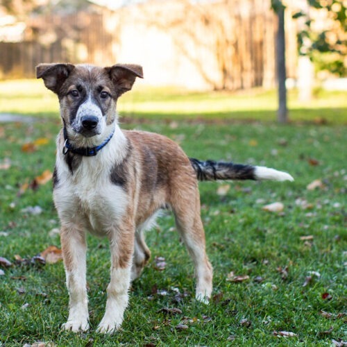 Kismet, an adoptable Collie, German Shepherd Dog in Duart, ON, N0L 1H0 | Photo Image 2