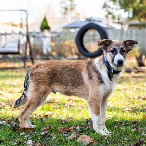 Kismet, an adoptable Collie, German Shepherd Dog in Duart, ON, N0L 1H0 | Photo Image 3