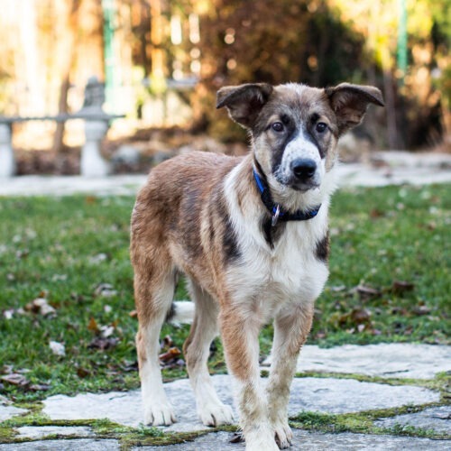 Kismet, an adoptable Collie, German Shepherd Dog in Duart, ON, N0L 1H0 | Photo Image 4