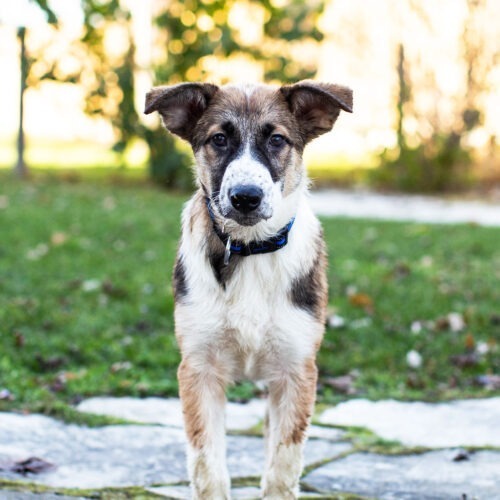 Kismet, an adoptable Collie, German Shepherd Dog in Duart, ON, N0L 1H0 | Photo Image 5