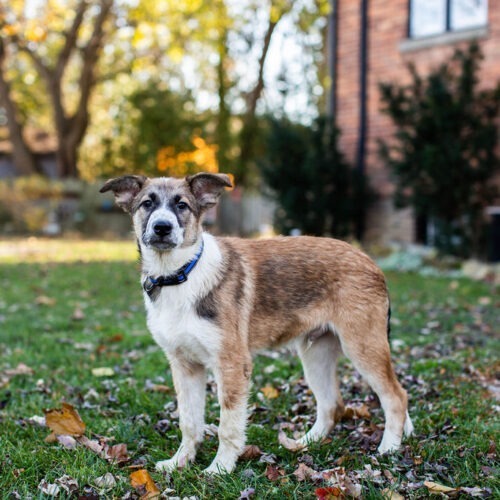 Kismet, an adoptable Collie, German Shepherd Dog in Duart, ON, N0L 1H0 | Photo Image 6