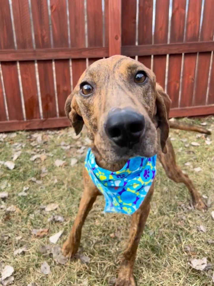 Dog for adoption Chisel, a Mixed Breed in Menomonie, WI Petfinder