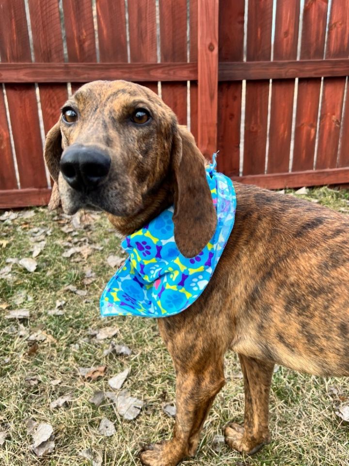 Dog for adoption Chisel, a Mixed Breed in Menomonie, WI Petfinder