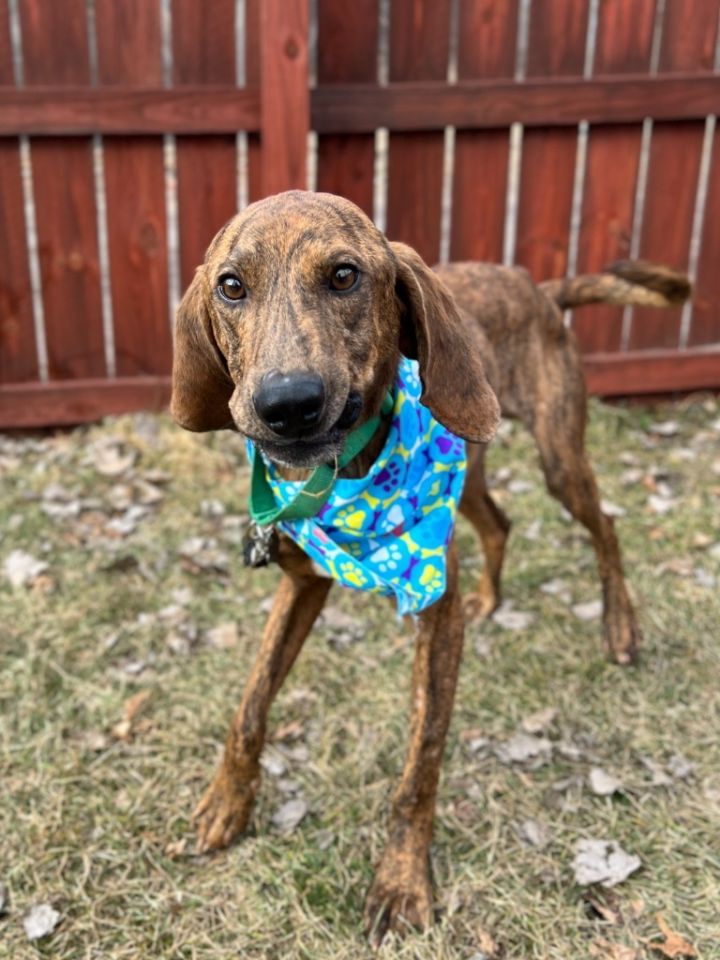 Dog for adoption Chisel, a Mixed Breed in Menomonie, WI Petfinder