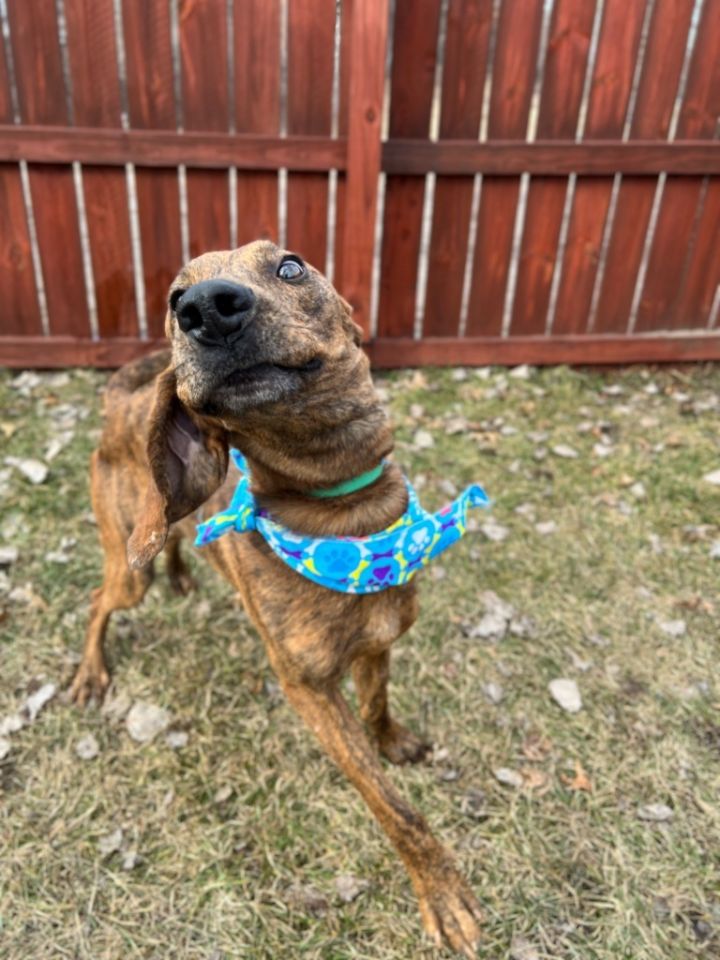 Dog for adoption Chisel, a Mixed Breed in Menomonie, WI Petfinder