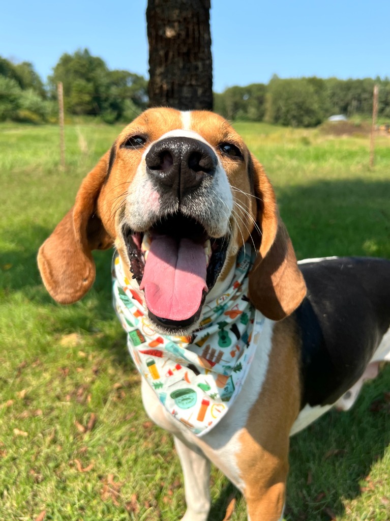 Waylon Jennings, an adoptable Mixed Breed in Menomonie, WI, 54751 | Photo Image 1